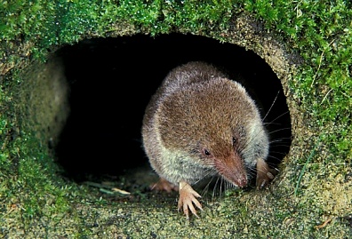 shrew